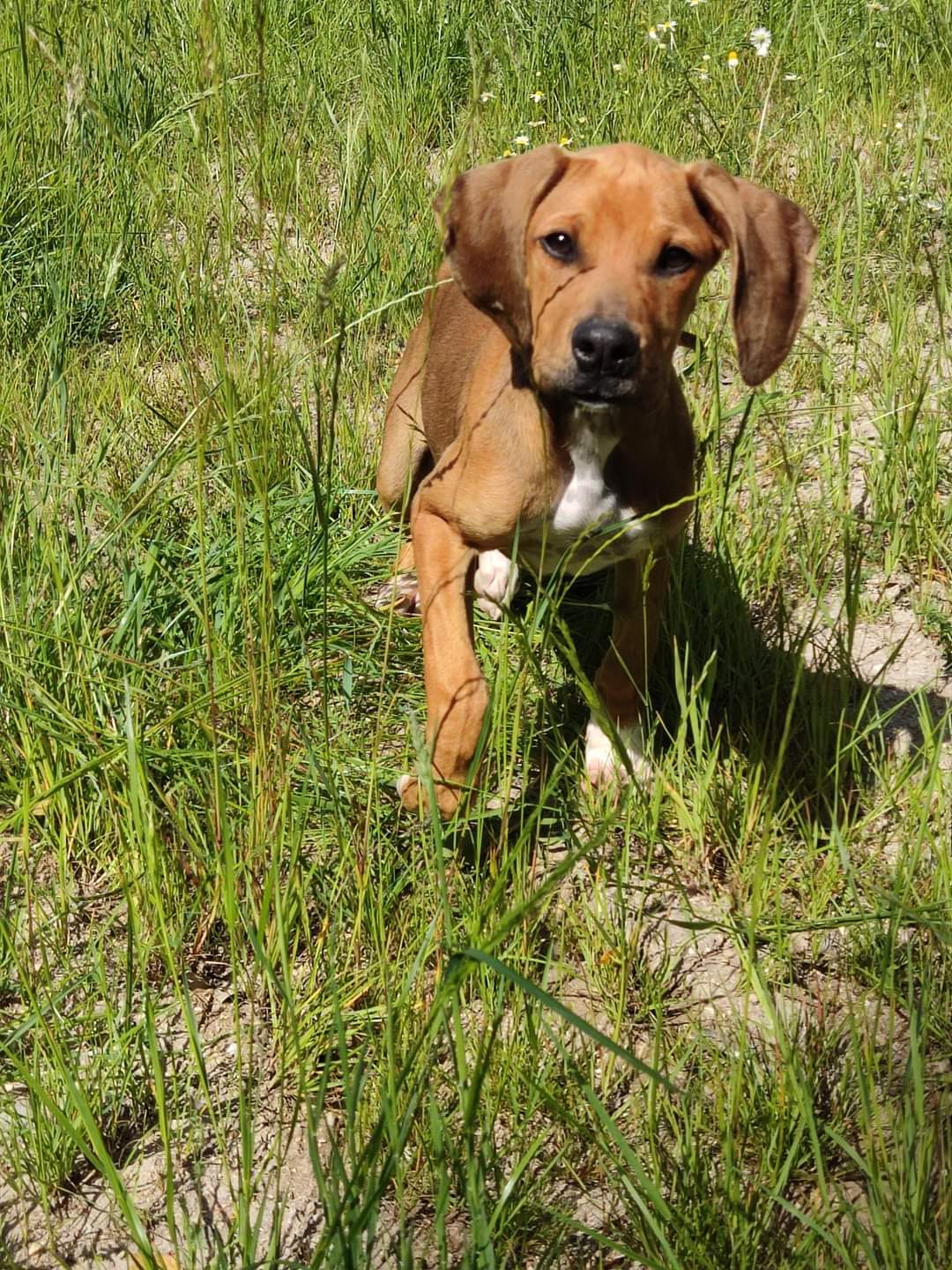 Mascotas de Adopta Friol